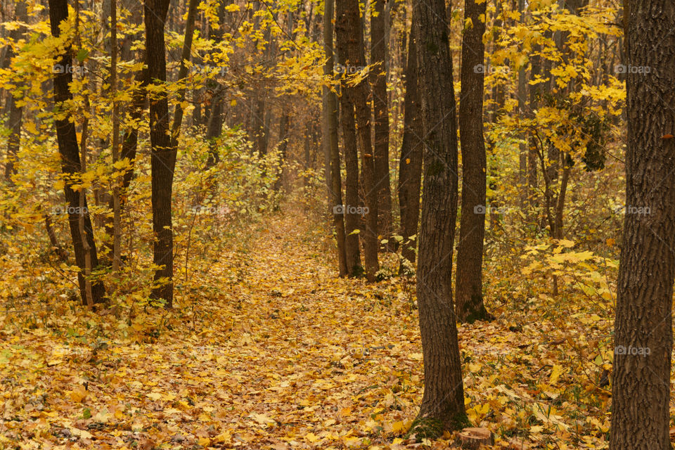 Autumn forest with a yellow leaves, trees