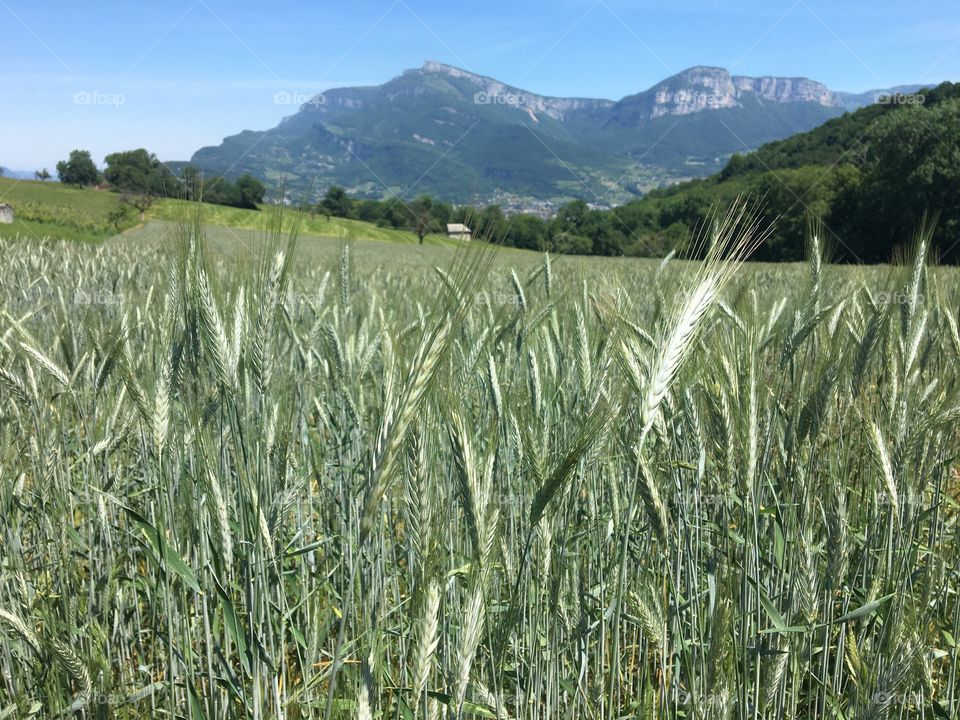 Rye field in mountain 