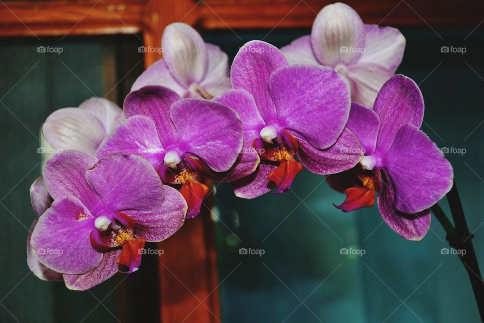 Orchide