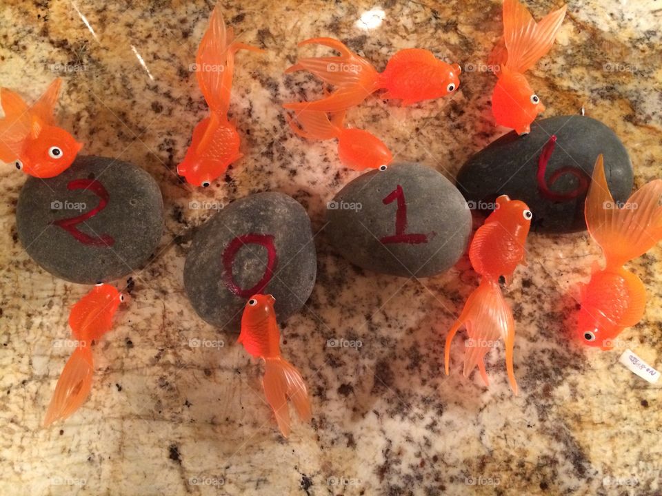 Goldfish 2016