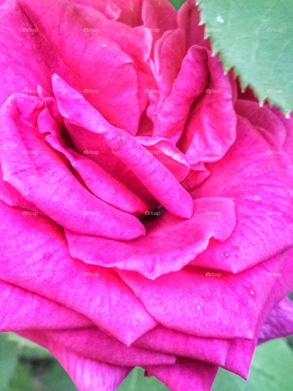 nature flower botany summer spring greens wild clouds sky