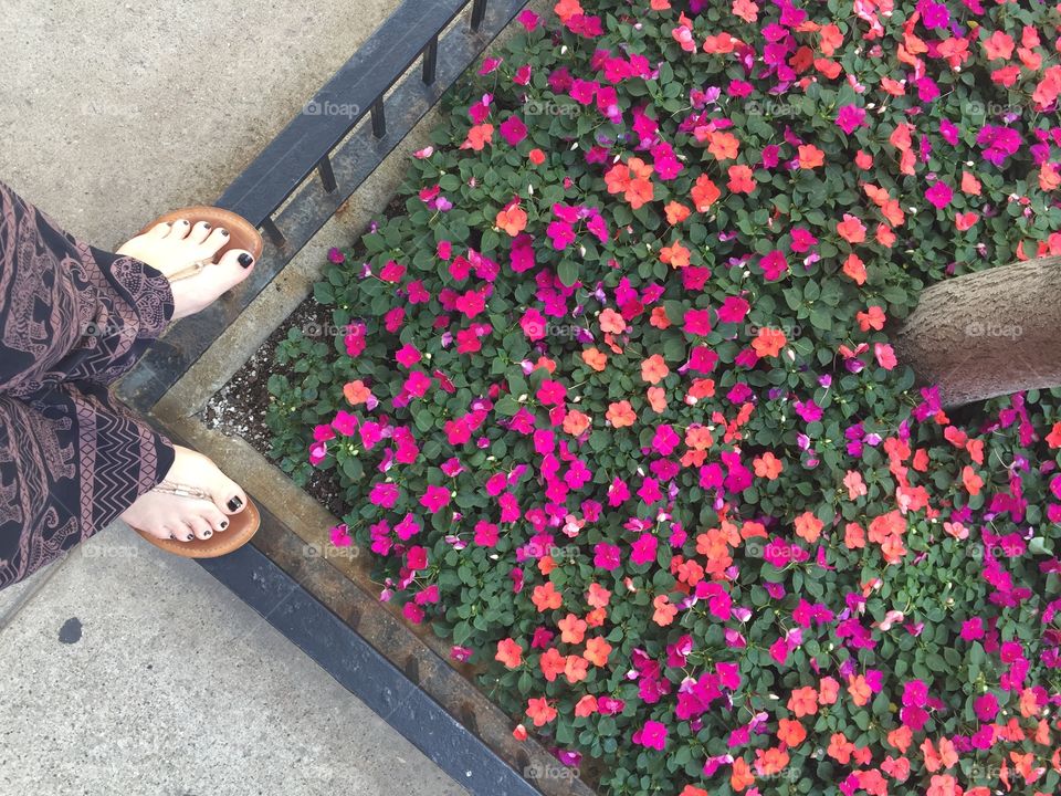 Flowers by my feet