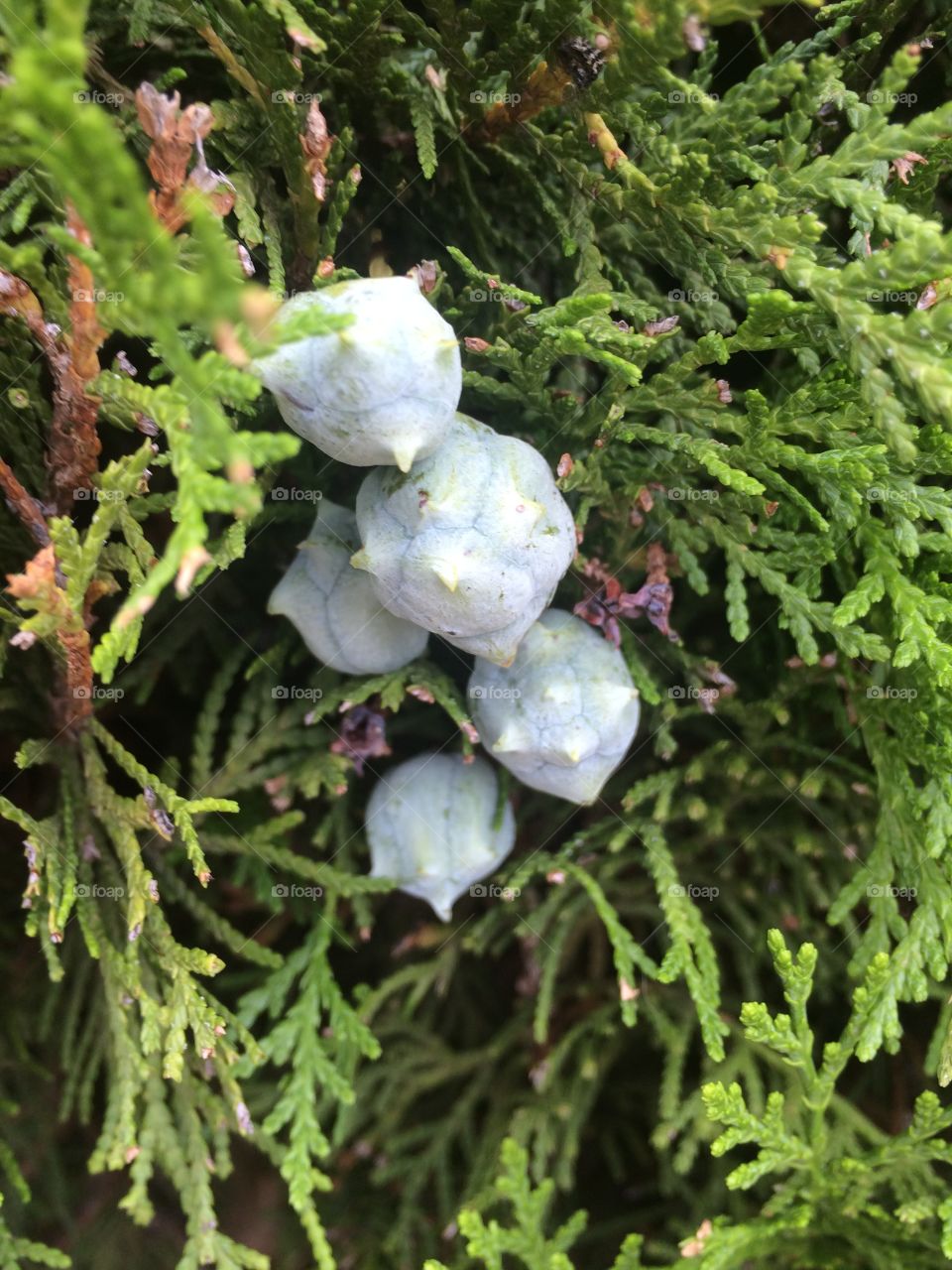 Berries on an evergreen bush close up 