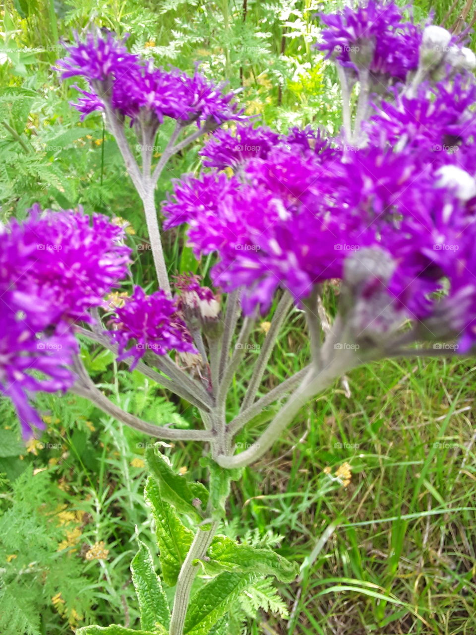 Purple colour plant at summertime.