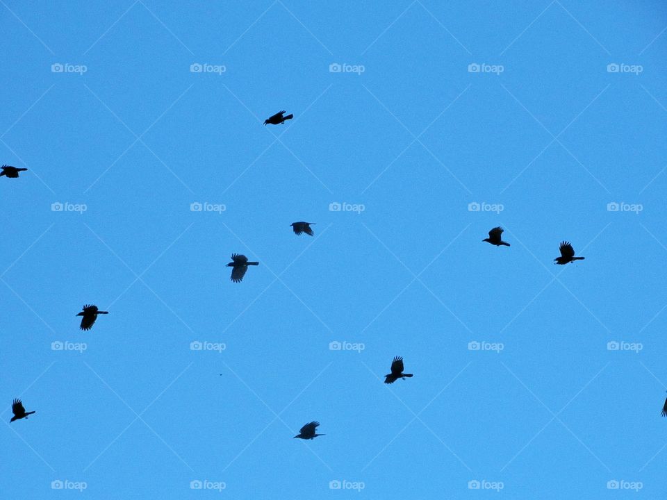 group of crows in flight with blue sky background