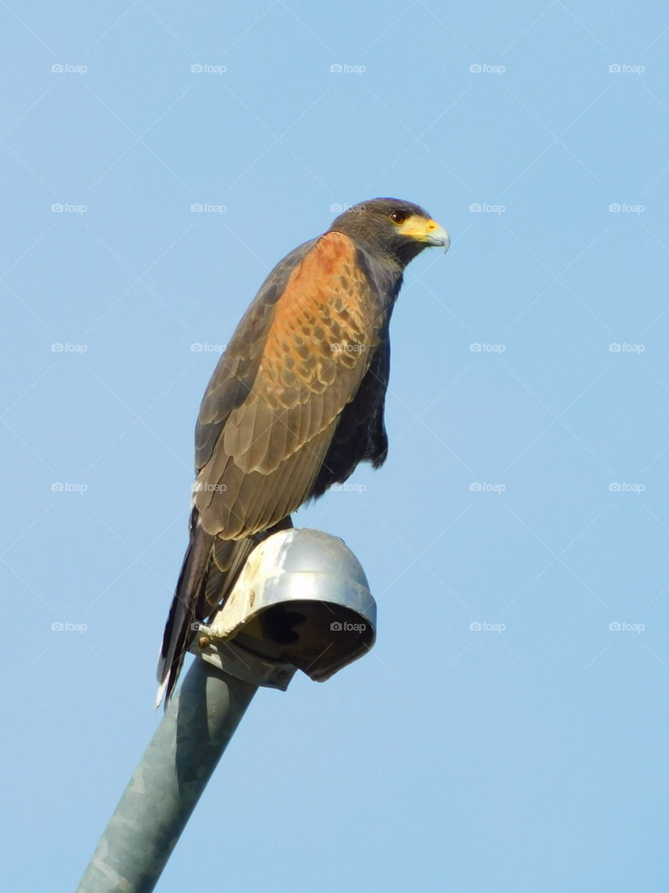 orange feather hawk observing