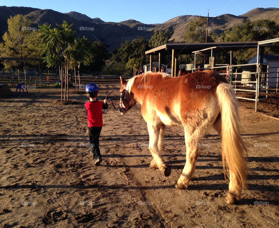 Boy, being schooled in the art of everything horse. 