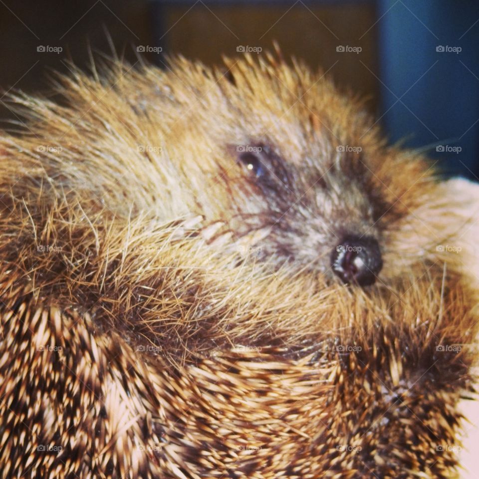 Hedgehog cuddles 