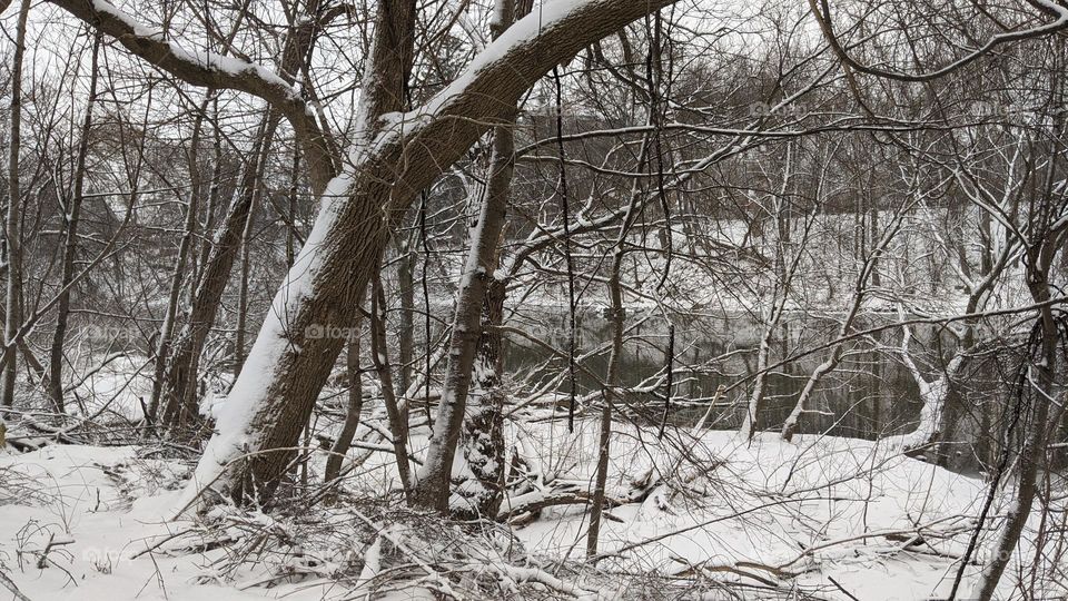 Trees grow beside a river.  The trees have no leaves And white snow sticks to their branches. The trees form a silhouette