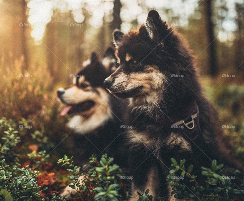 Dogs in the forest posing very cute