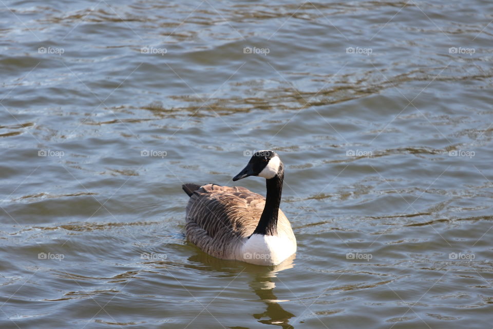 Water, Lake, Bird, No Person, Duck