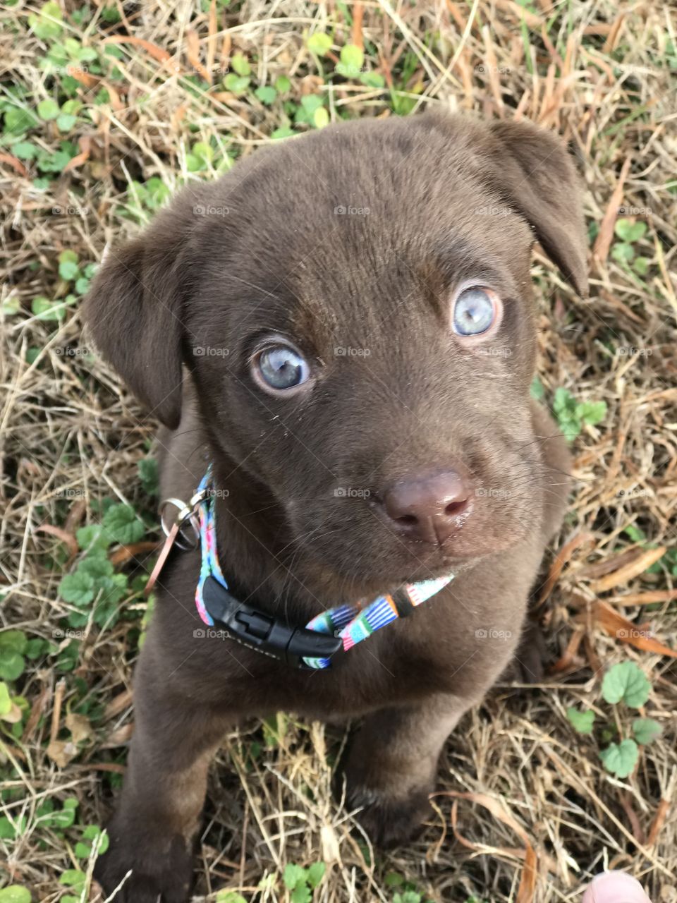 Chocolate Lab love