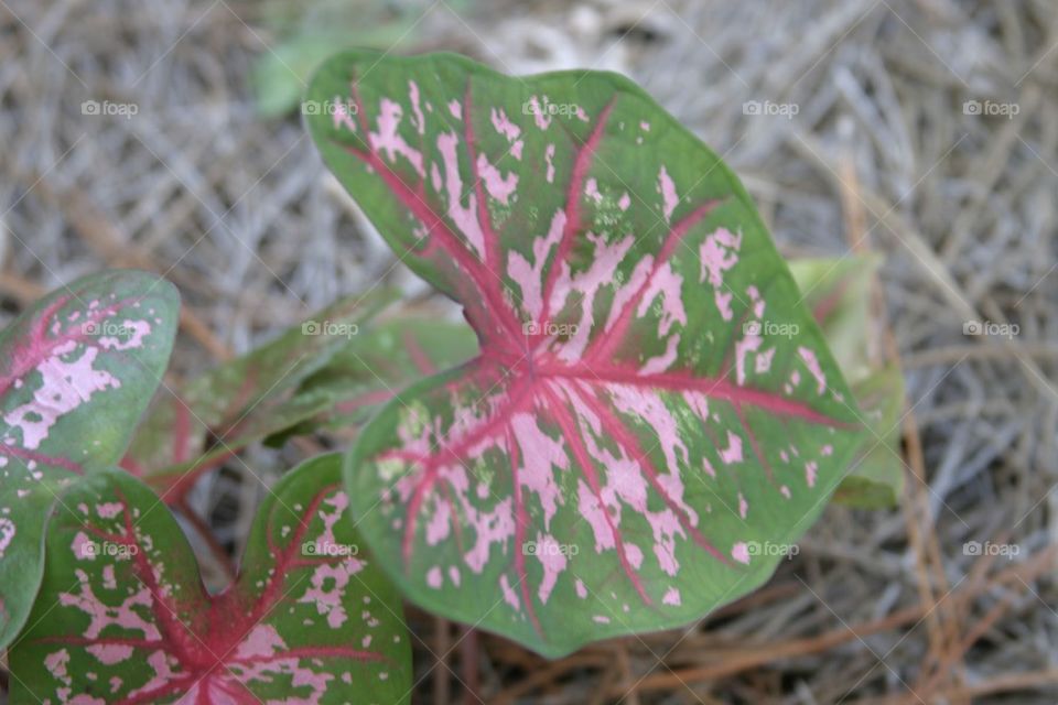 Caladium