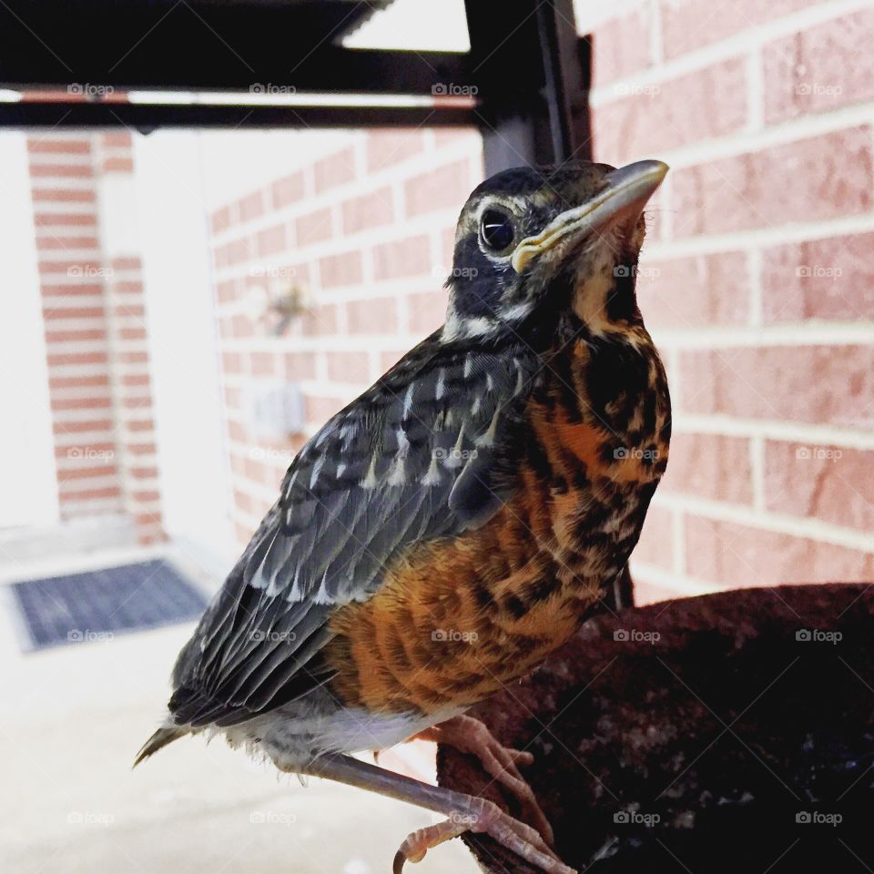 Baby Robin