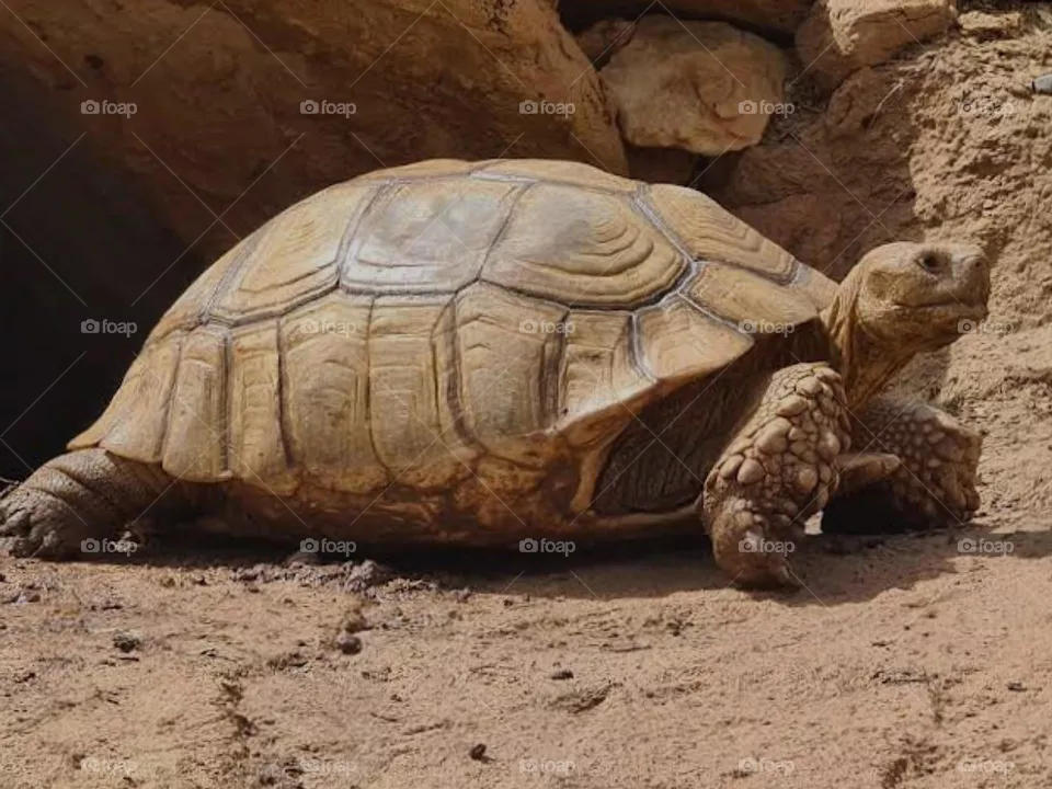 Think slow