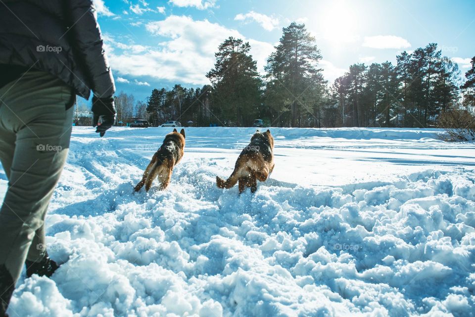 An owner is planning with his shepherds