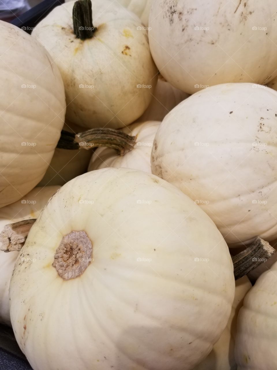 white pumpkins