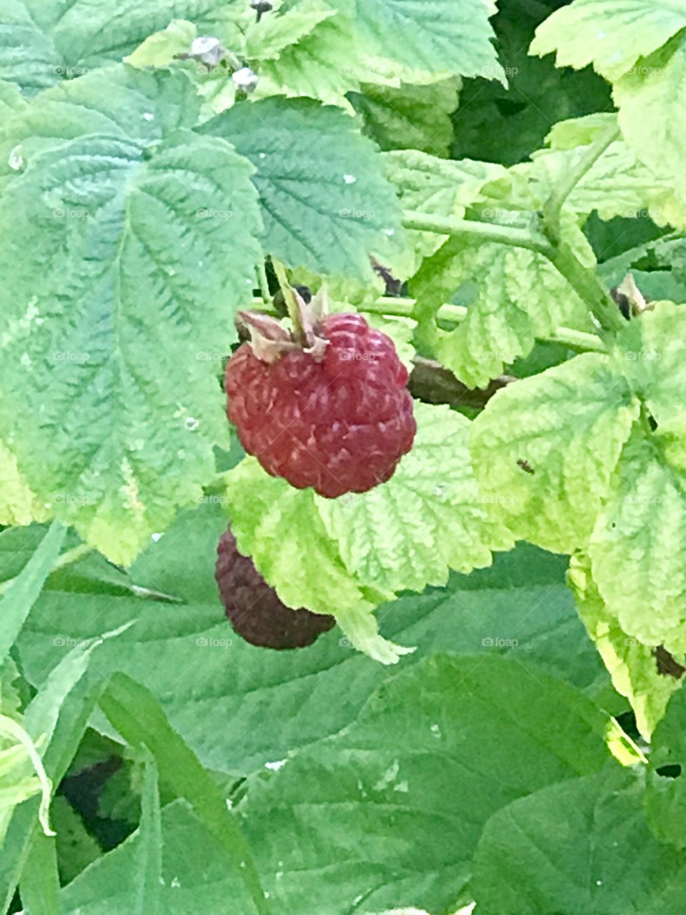 Raspberry