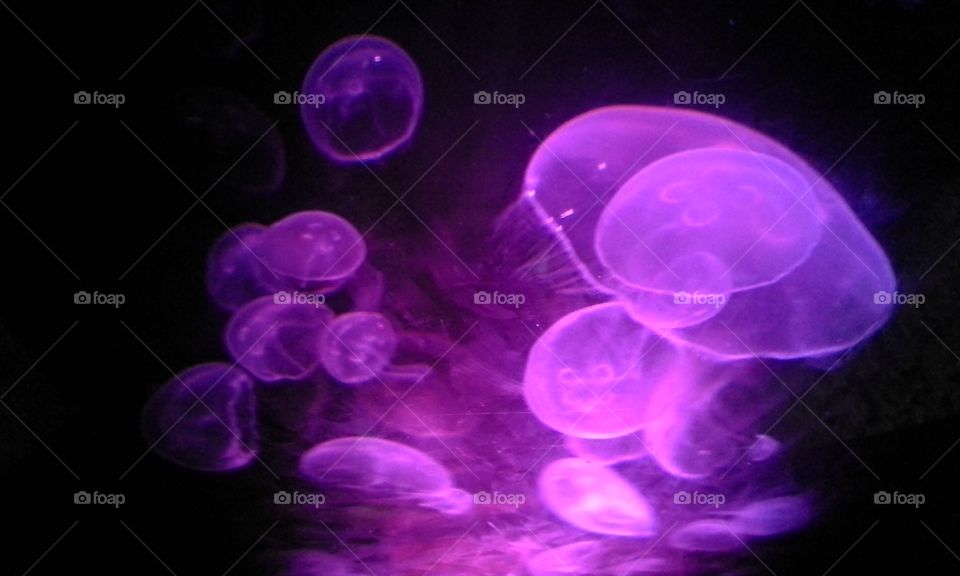 jellyfish. Denver aquarium