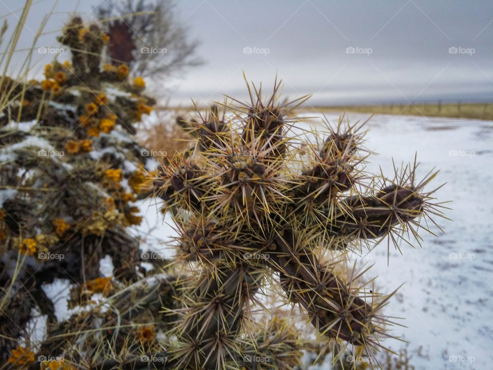 Cactus in winter