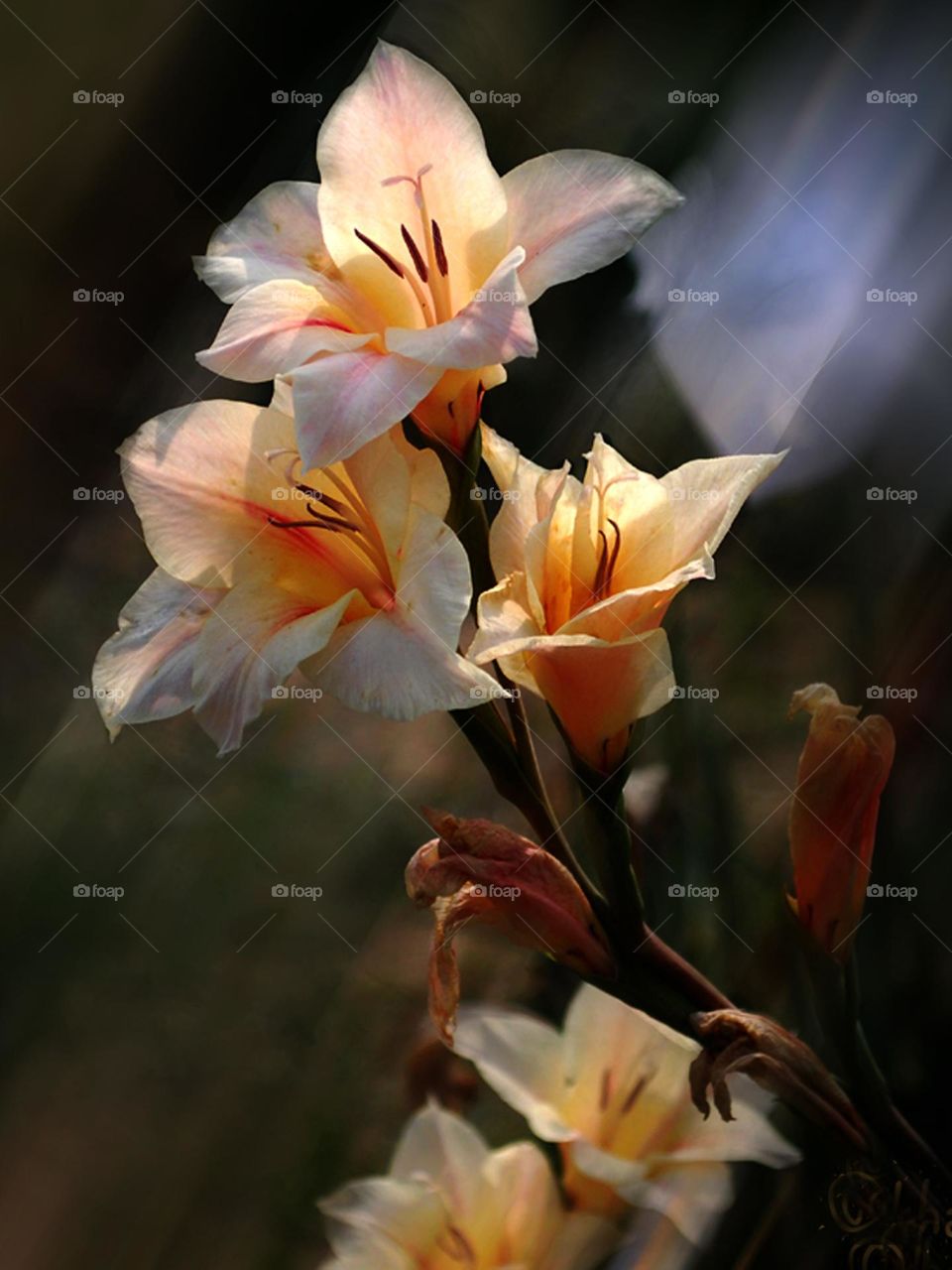 Superb gladiolus