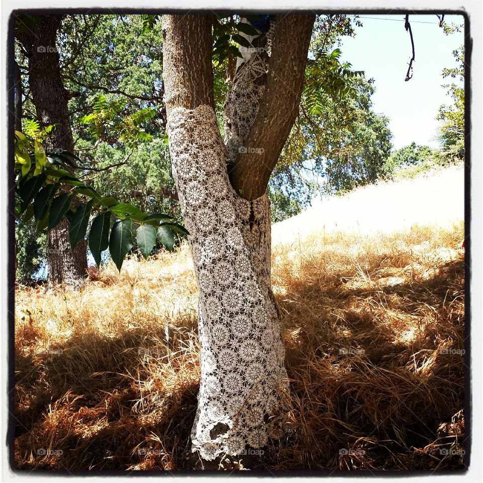 trees dressed to impress. two trees in Paso Robles, CA with vintage style white crochet knitted around them. trees dressed to impress