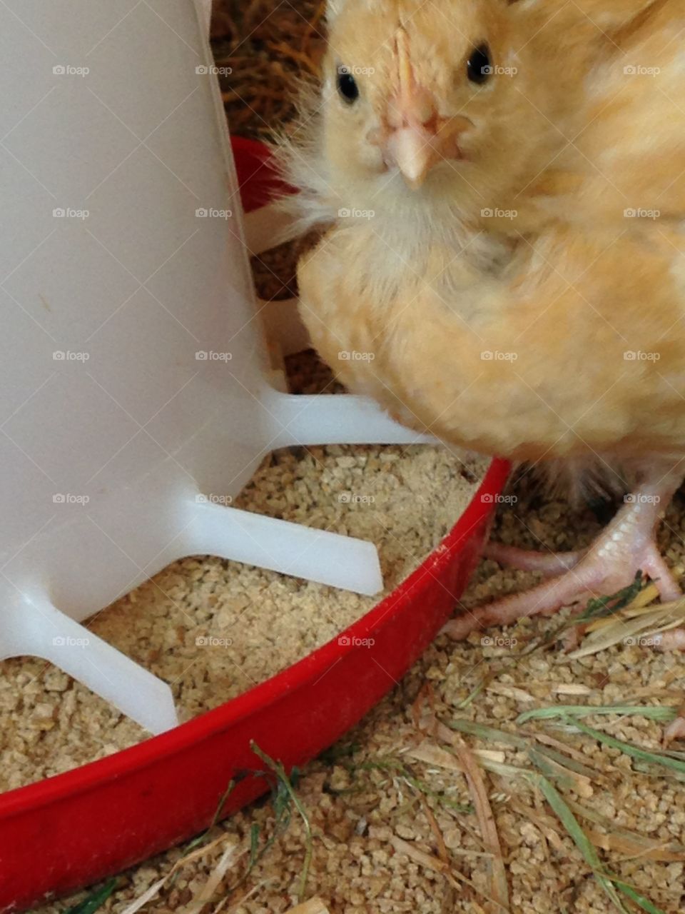 What are you looking at?. Baby chick eating