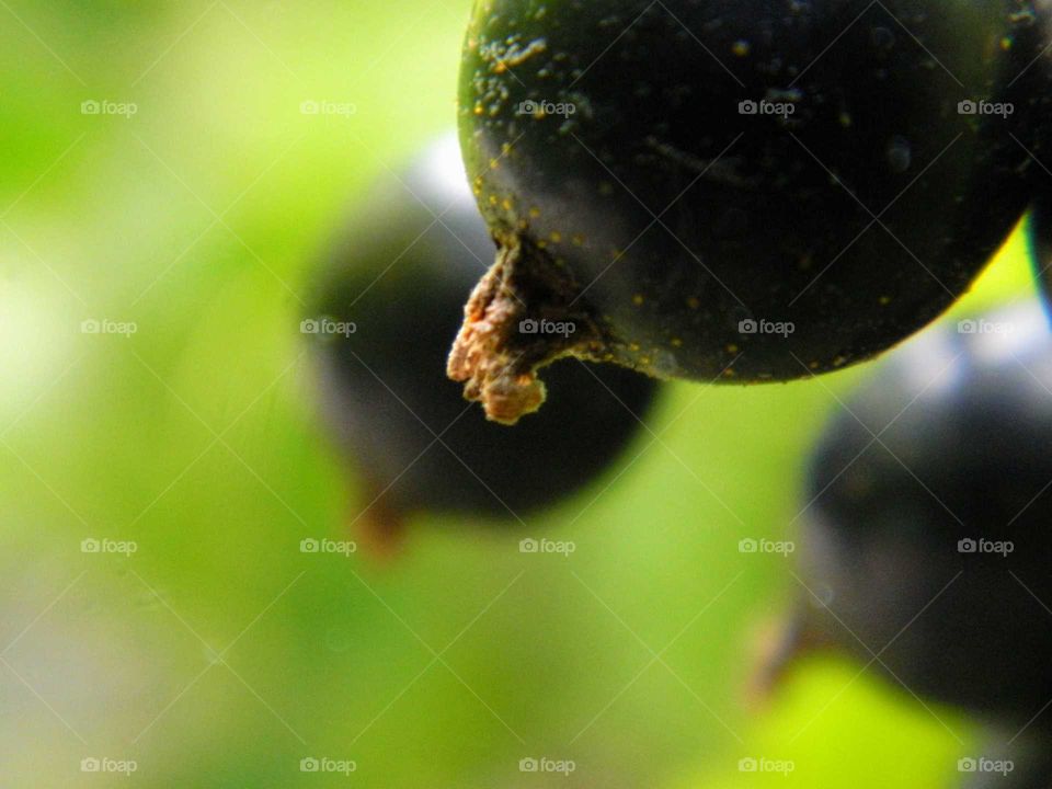 Blackcurrants