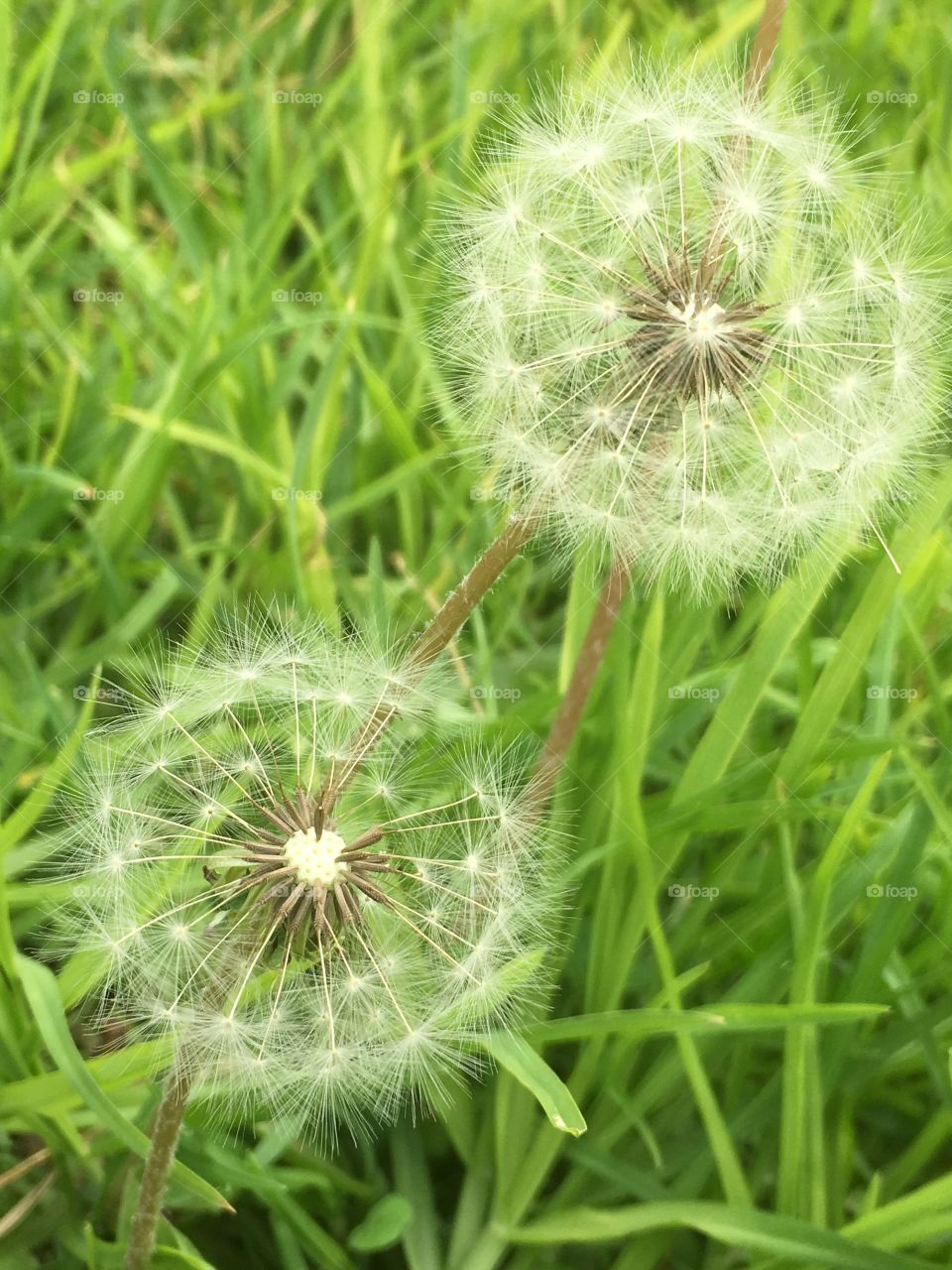 Seeding dandelions in bright green grass 