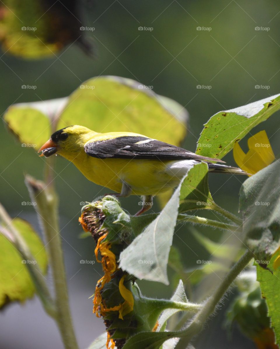 Male goldfinch eating sunflower seed