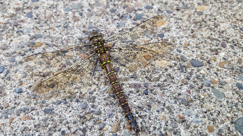 Dragonfly