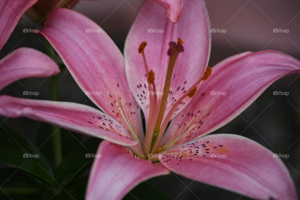 pink lilly close