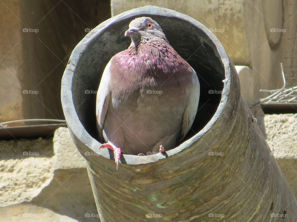 Pigeon in canon? Hidden rocket program SpaceX?