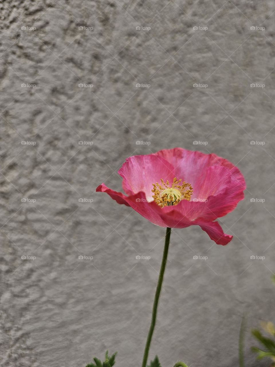 A minimalist approach of a single pink Poppy, known for its delicate petals and distinctive center. It's a reminder of the fragility of nature. A pink poppy is symbolic of love, gratitude, and admiration as well as empathy and compassion.