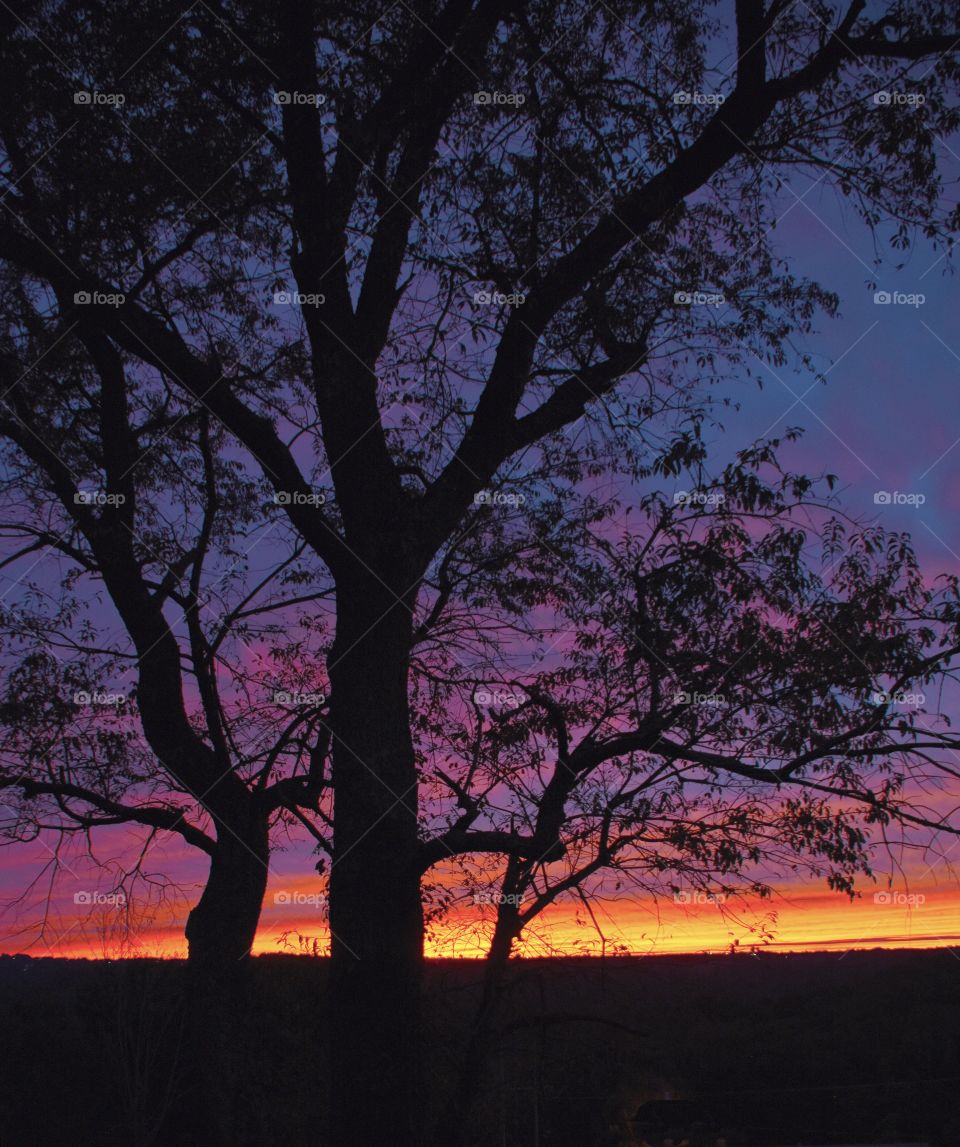 Tree silhouette against a colorful sunset 