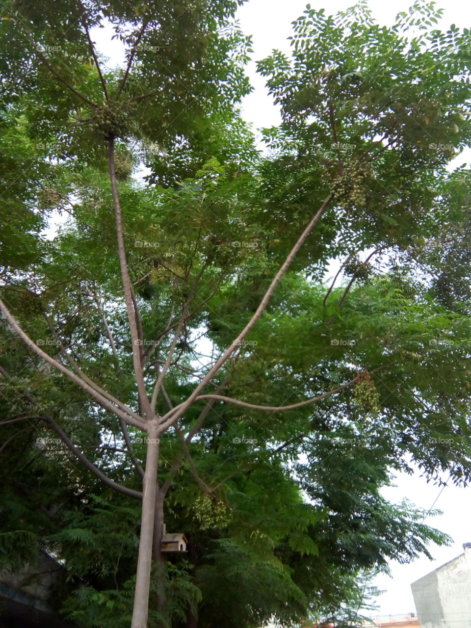 A tree of Melia azedarach. A useful tree in India.