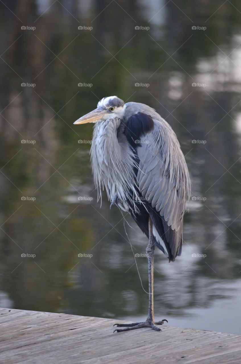 Great Blue Heron