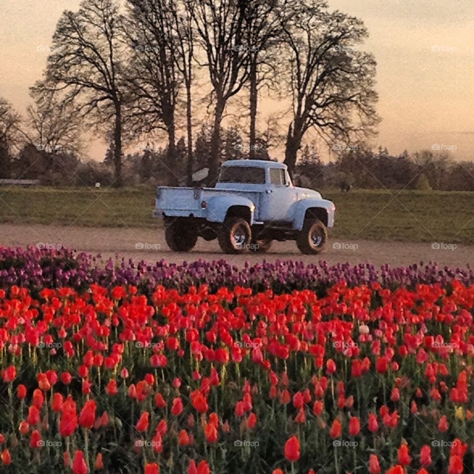 Blue Ford Red Tulips