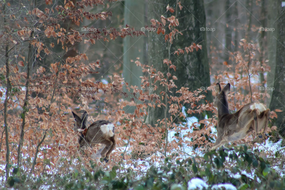 Deer running in snowy forest