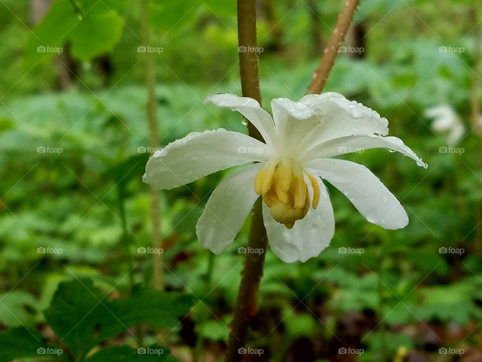 Widflower