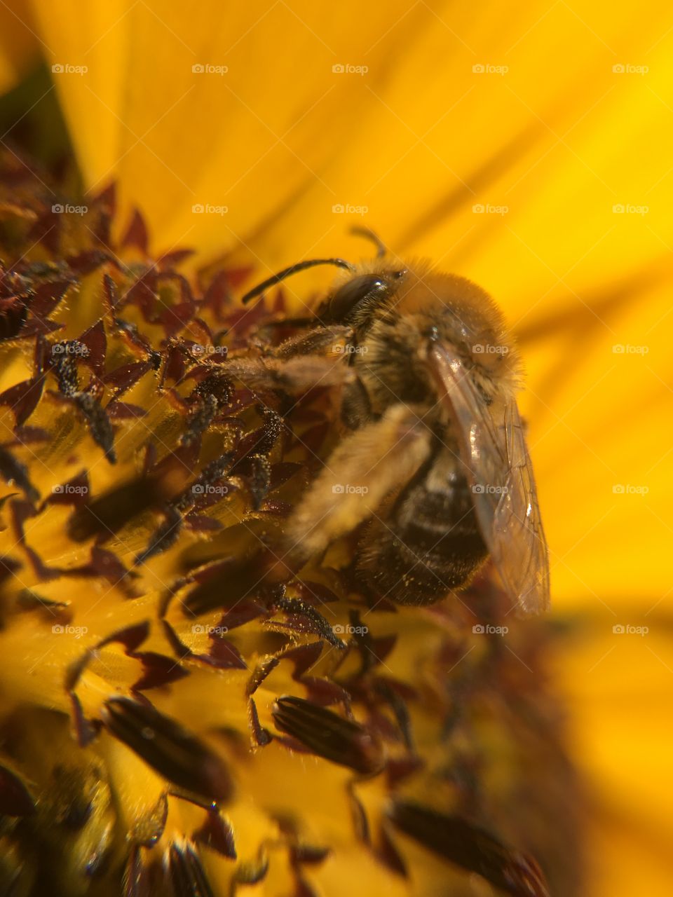 Honeybee on sunflower