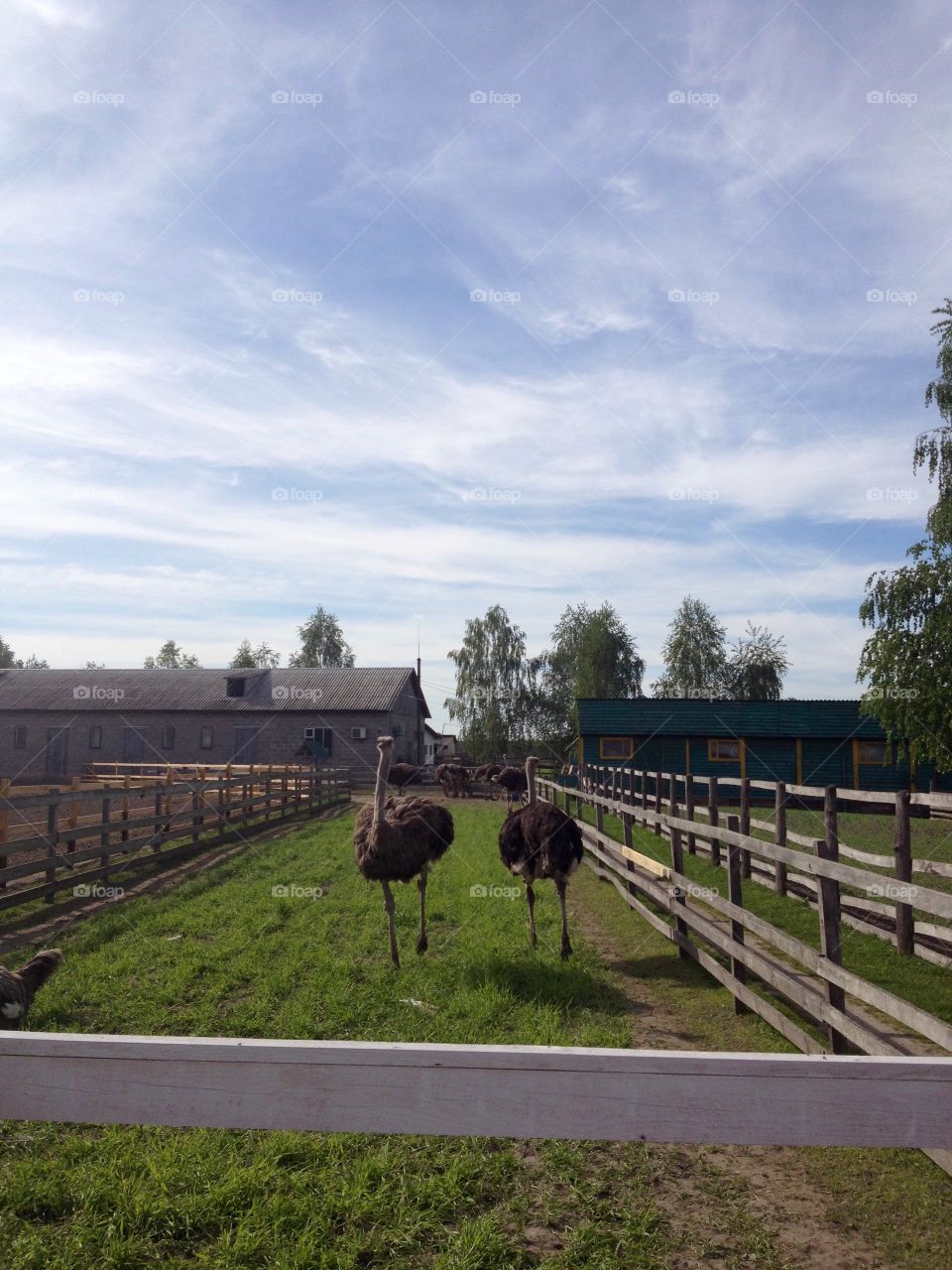 Ostrich farm