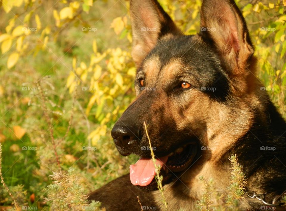 Beautiful Shepherd dog