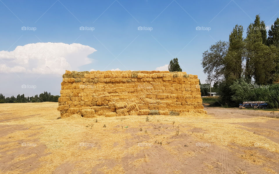 Stack of hay in rural area. In autumn season. Stacks of golden hay in a field