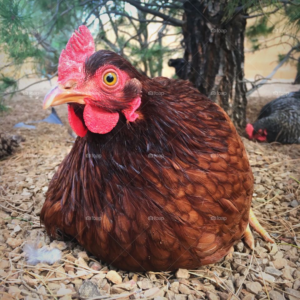 Pet Rhode Island Red hen sitting under a pine tree