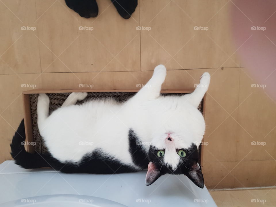 Charlie upside down cat!!