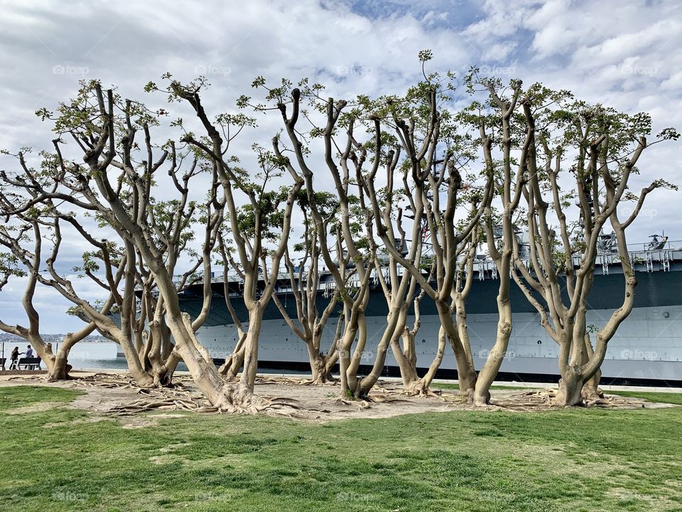 Trees at Tuna Harbor Park