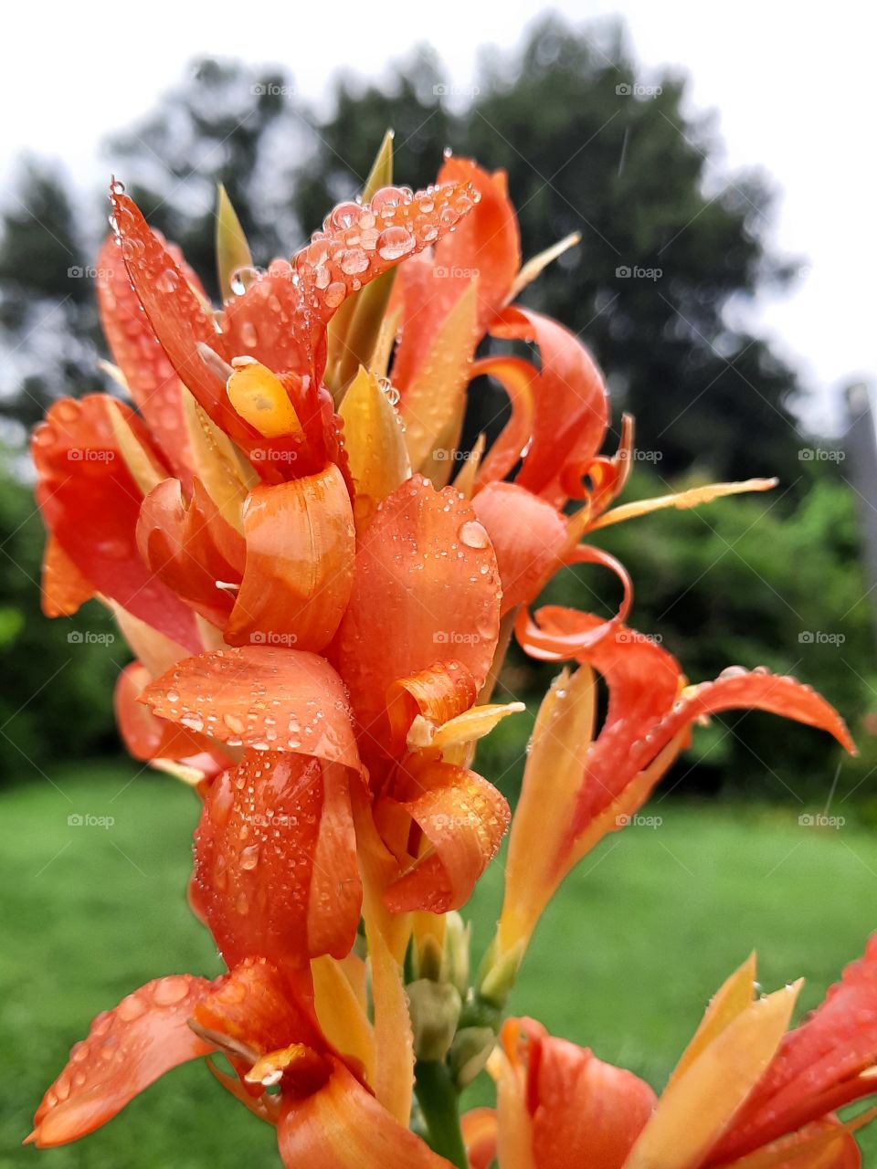 orange canna with raindrops  in summer garden