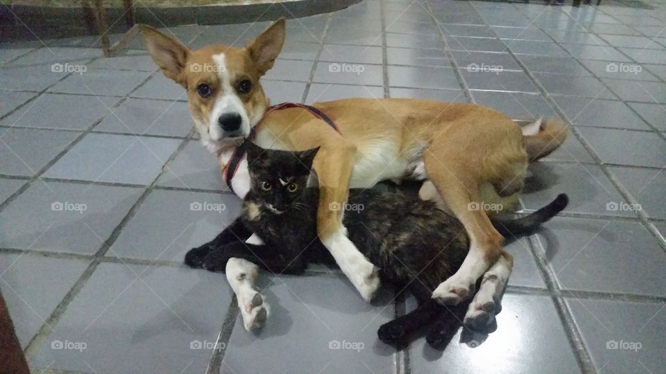 Cat &  dog