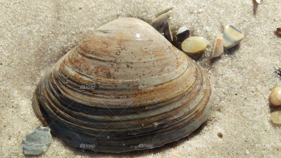 Sea shell by the sea shore